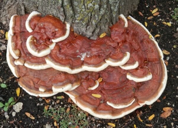 Reishi, Il fungo degli imperatori