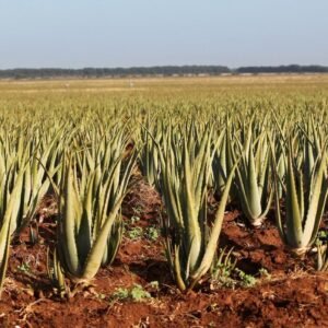 Aloe Vera