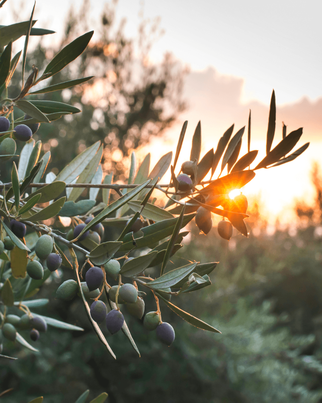 Foglie di Olivo, il segreto di longevit&agrave; che la natura custodisce da millenni